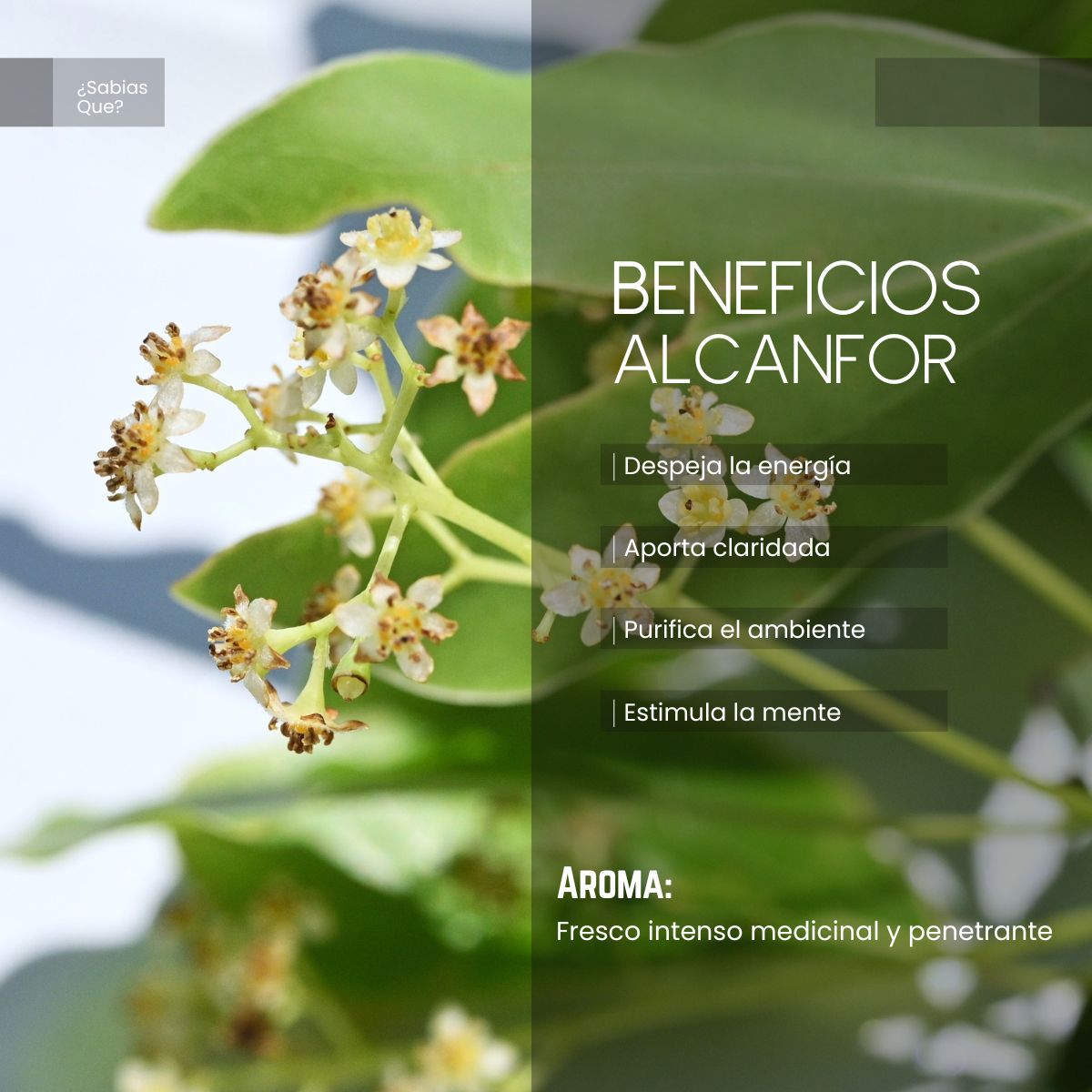 Aceite Aromático de Alcanfor