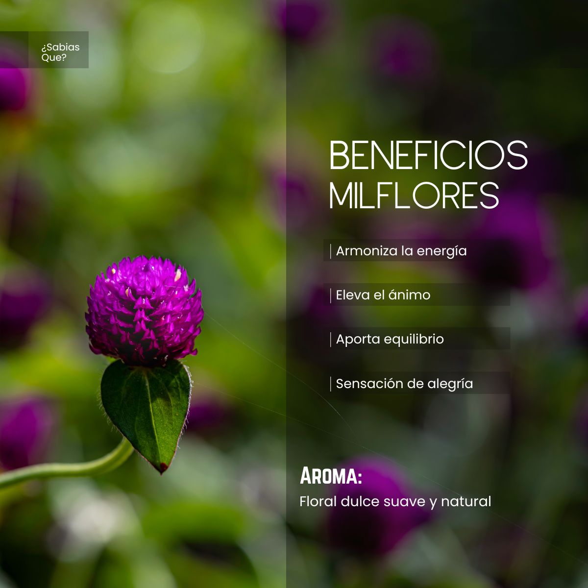 Aceite Aromático de Milflores