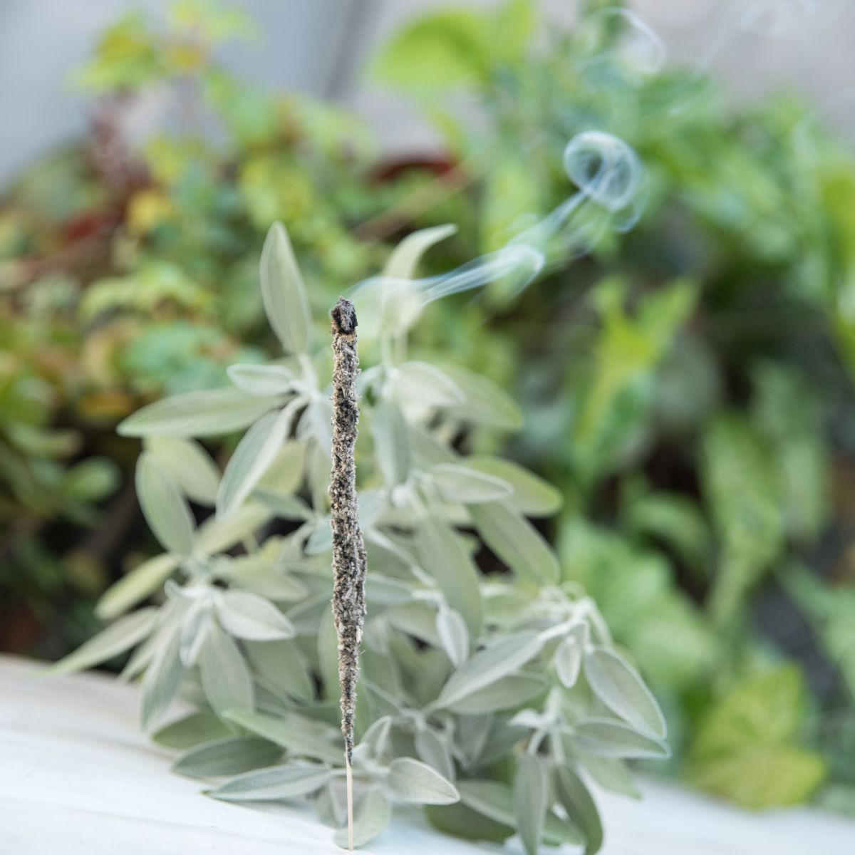 Sahumerio Salvia Blanca