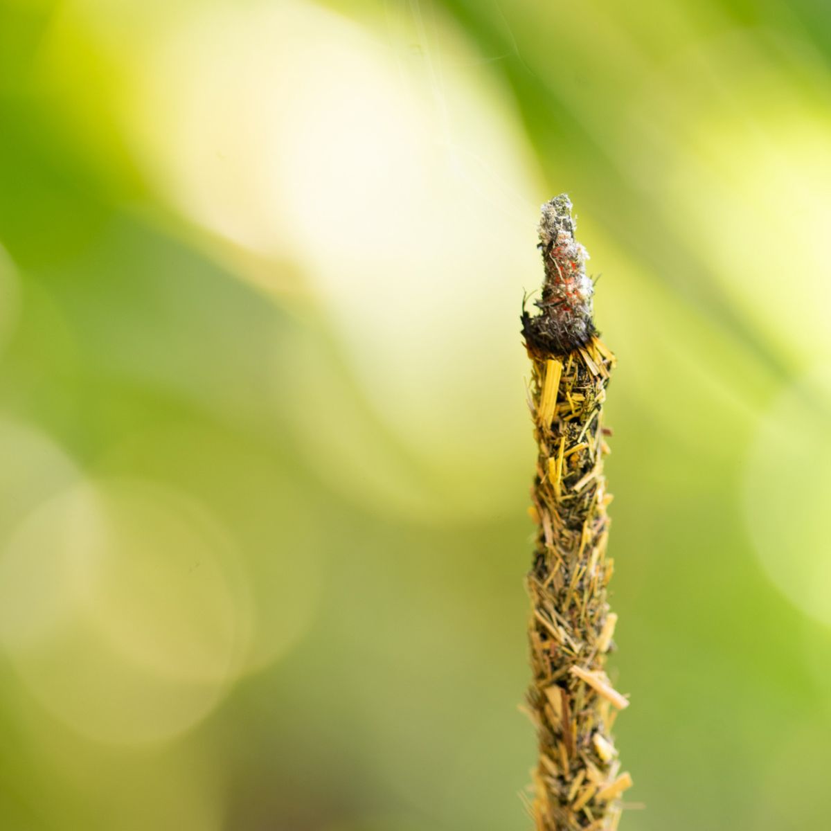 Sahumerio Pachuli Natural