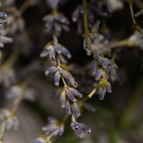 Perlas Aromaticas Lavanda en Bosita