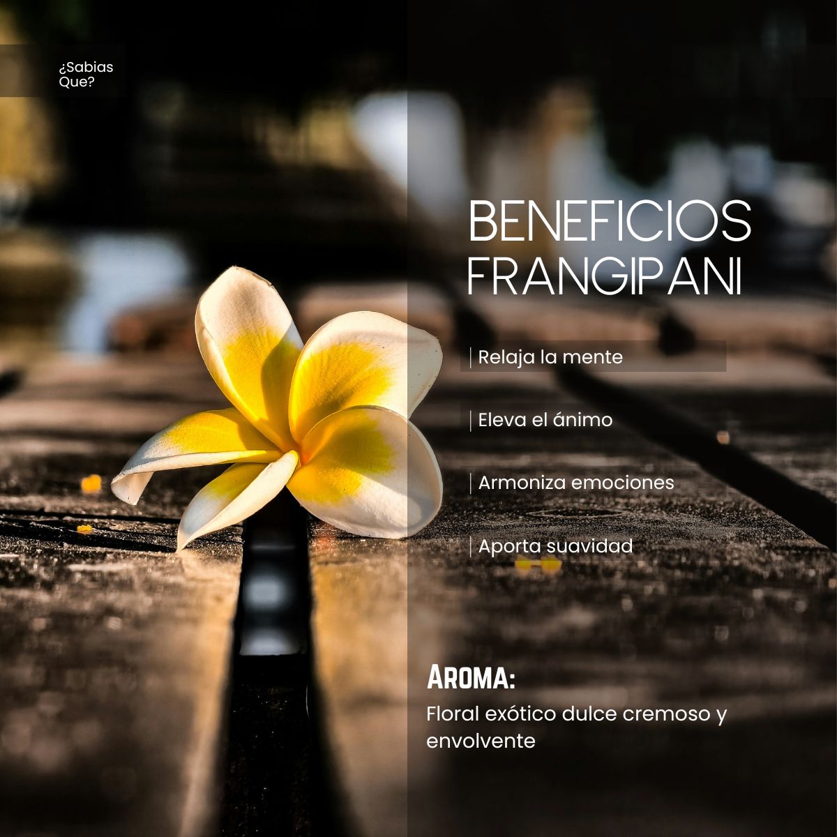 Aceite Aromático Frangipani