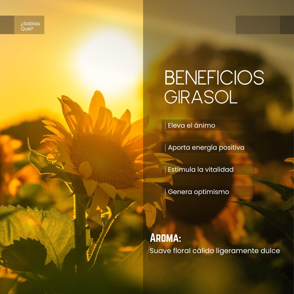 Aceite Aromático Girasol