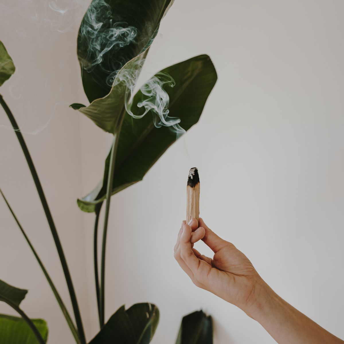 Madera Palo Santo 100 gramos