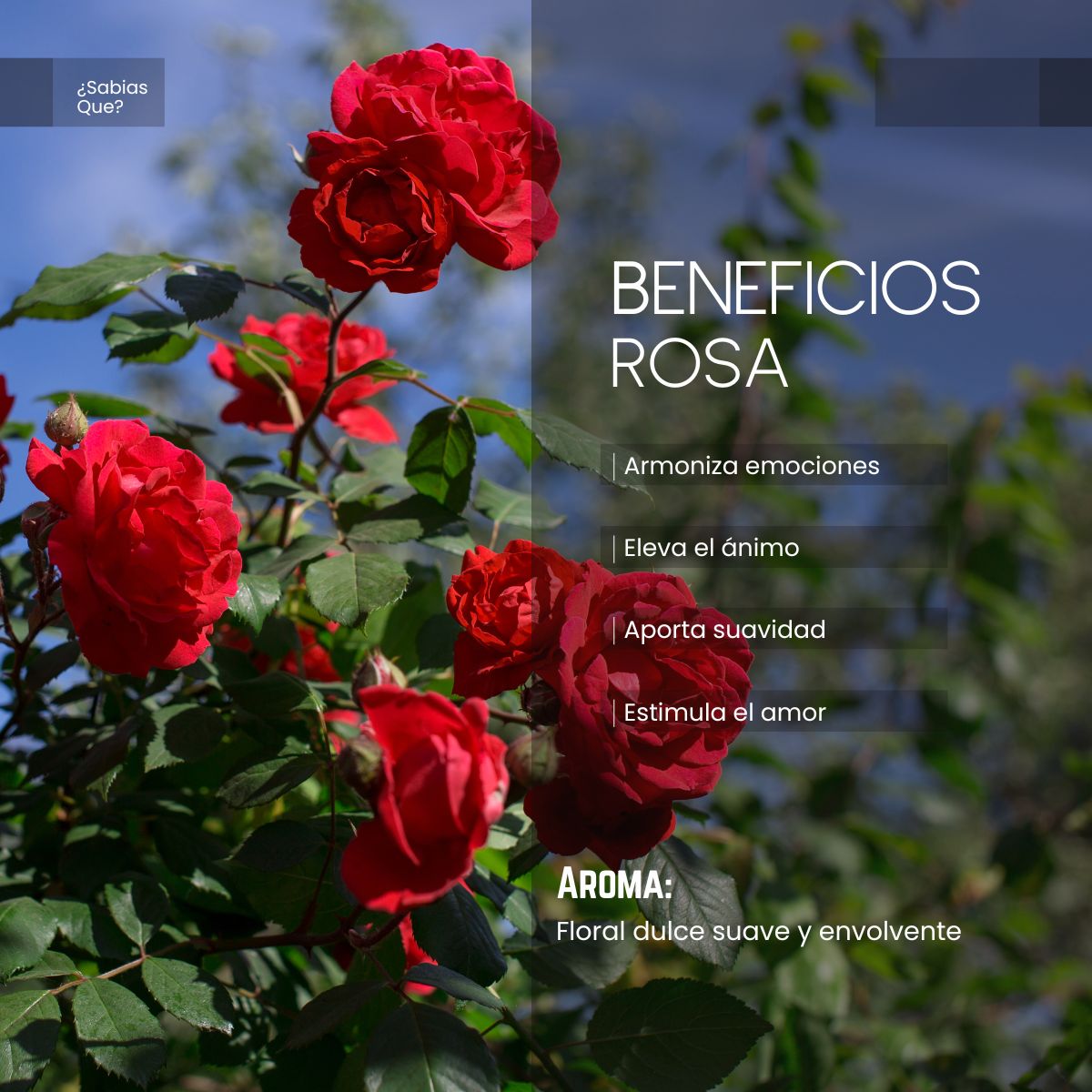 Aceite Esencial Rosas
