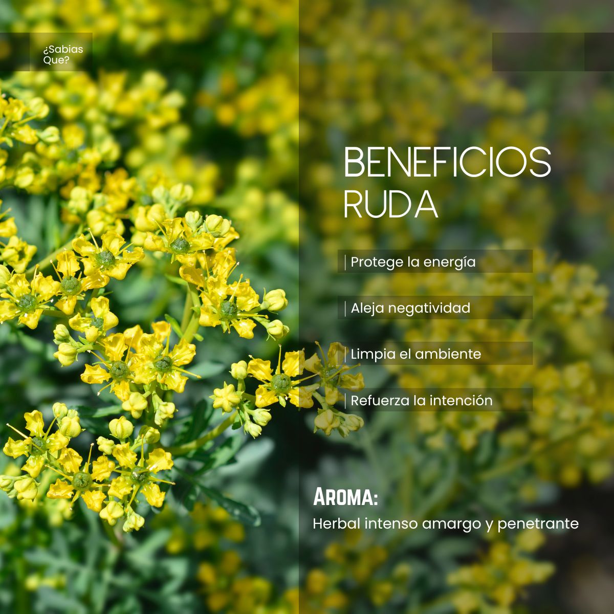 Aceite Aromático de Ruda