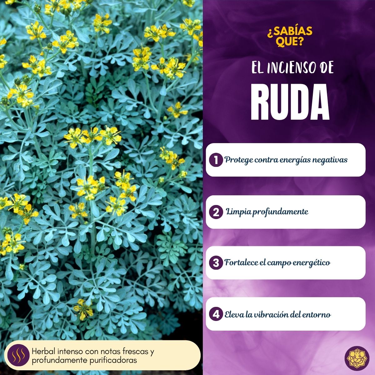 Incienso Natural Ruda Fit - Goloka