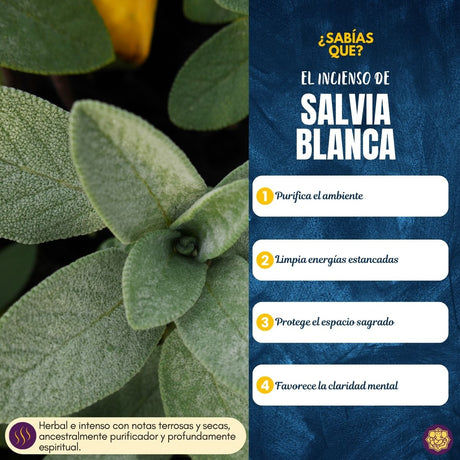 Incienso Natural Salvia Blanca - Balaji