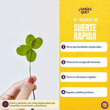 Incienso Masala Frutal Suerte Rápida - Parimal